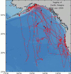 map tracking the movements of salmon shark