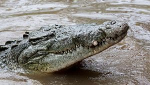 american crocodile