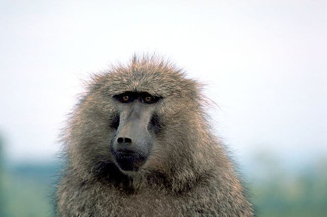 Olive Baboon in front of blurred background