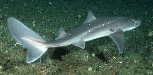 Spiny Dogfish Underwater