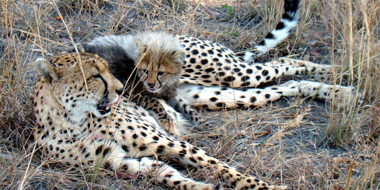 By original by Lukas Kaffer (Super.lukas); crops and changes by JD - Image:A little cheetah lieying on his mom.JPG, CC BY-SA 3.0, https://commons.wikimedia.org/w/index.php?curid=2647356