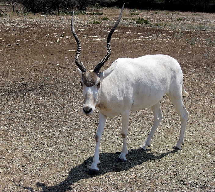 Addax Antelope (Sean Abbott/Flickr)