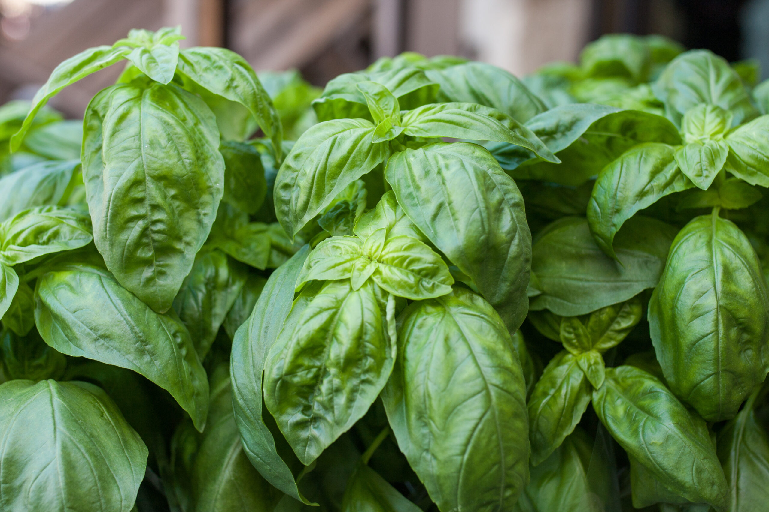 Large Succulent Basil Leaves