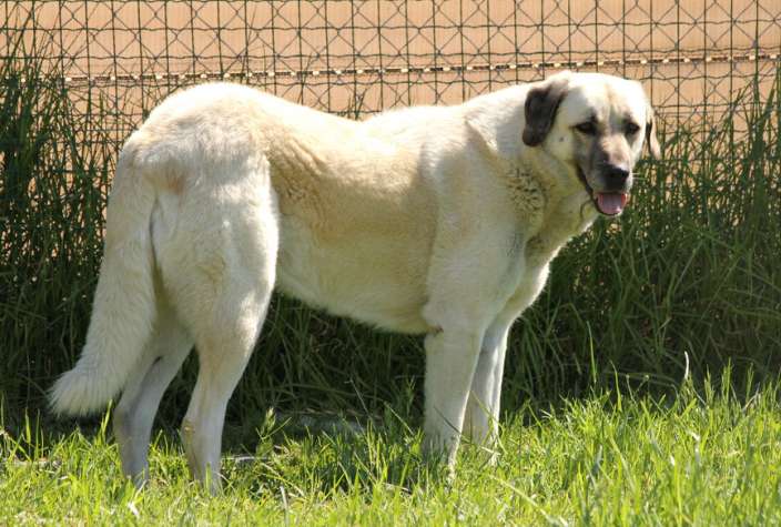 Anatolian Shepherd Dog