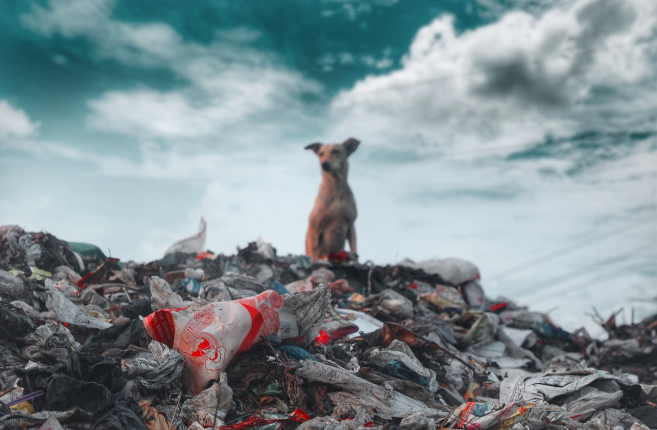 Dog on top of pile of trash