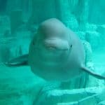 Beluga_oceanografic