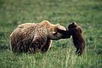 brown bear and cub in green field