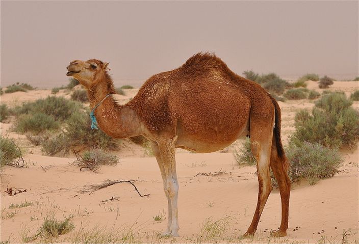 Camel (Louise Bleaky/Flickr)