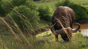 cape buffalo in grass in front of water