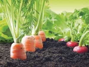 growing carrots