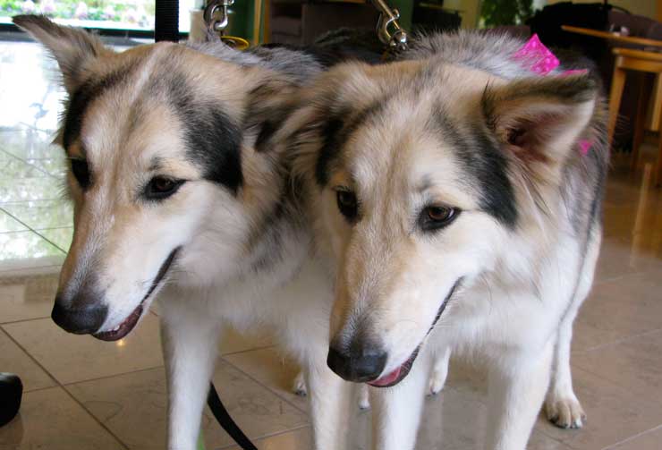 Missy Dog and Her Clone