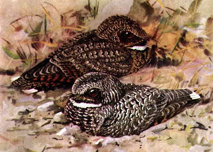 common poorwill