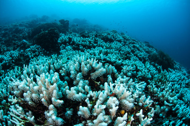 partial bleaching of coral reef