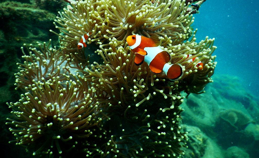 Coral Reefs