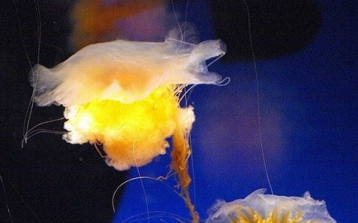 Lion Mane Jellyfish