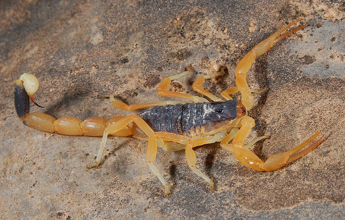 Death Stalker Scorpion (Art/Flickr)