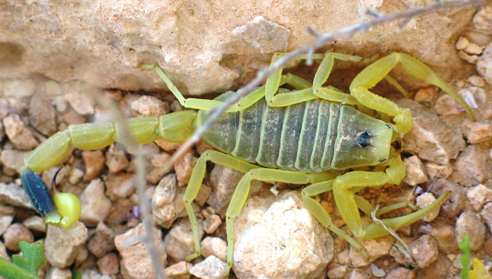 close up of deathstalker scorpion