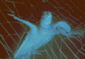 turtle stuck in a net