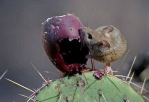 Animals That Hibernate