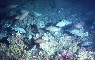 large school of fish in front of coral bed