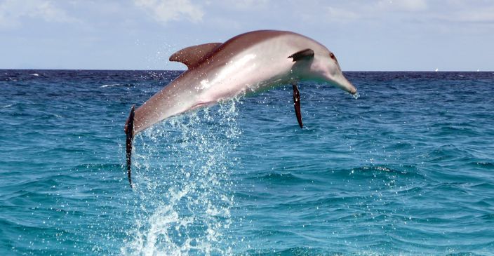 dolphin leaping out of water