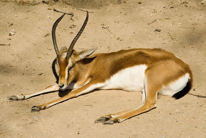 Dorcas Gazelle (Daniel Ellis/Flickr)
