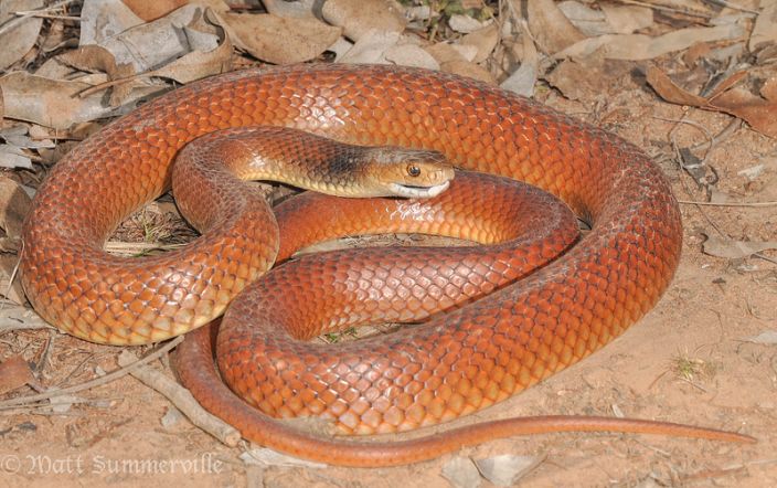 Eastern Brown Snake (Matt Summerville/Flickr