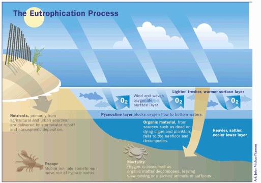 image explaining eutrophication process