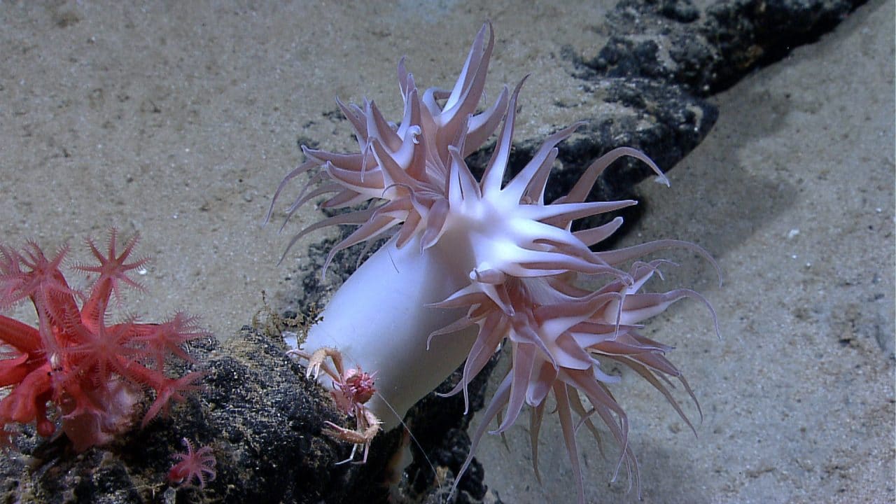 anemone on rock with crab in front of it