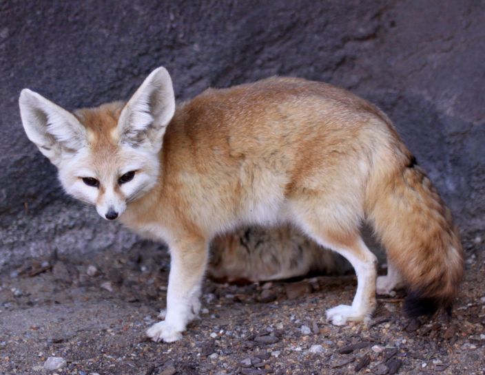 Fennec Fox (Drew Avery/Flickr)