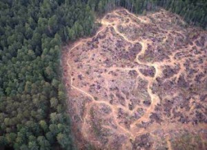 arial view of habitat loss progressing in to forest