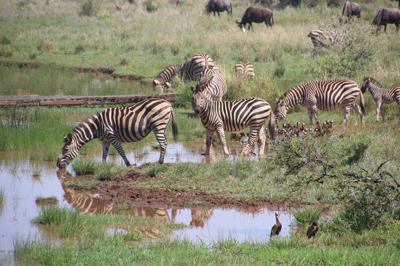 Herd of zebras eating and drinking