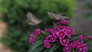 hummingbird moth hovering near purple flower