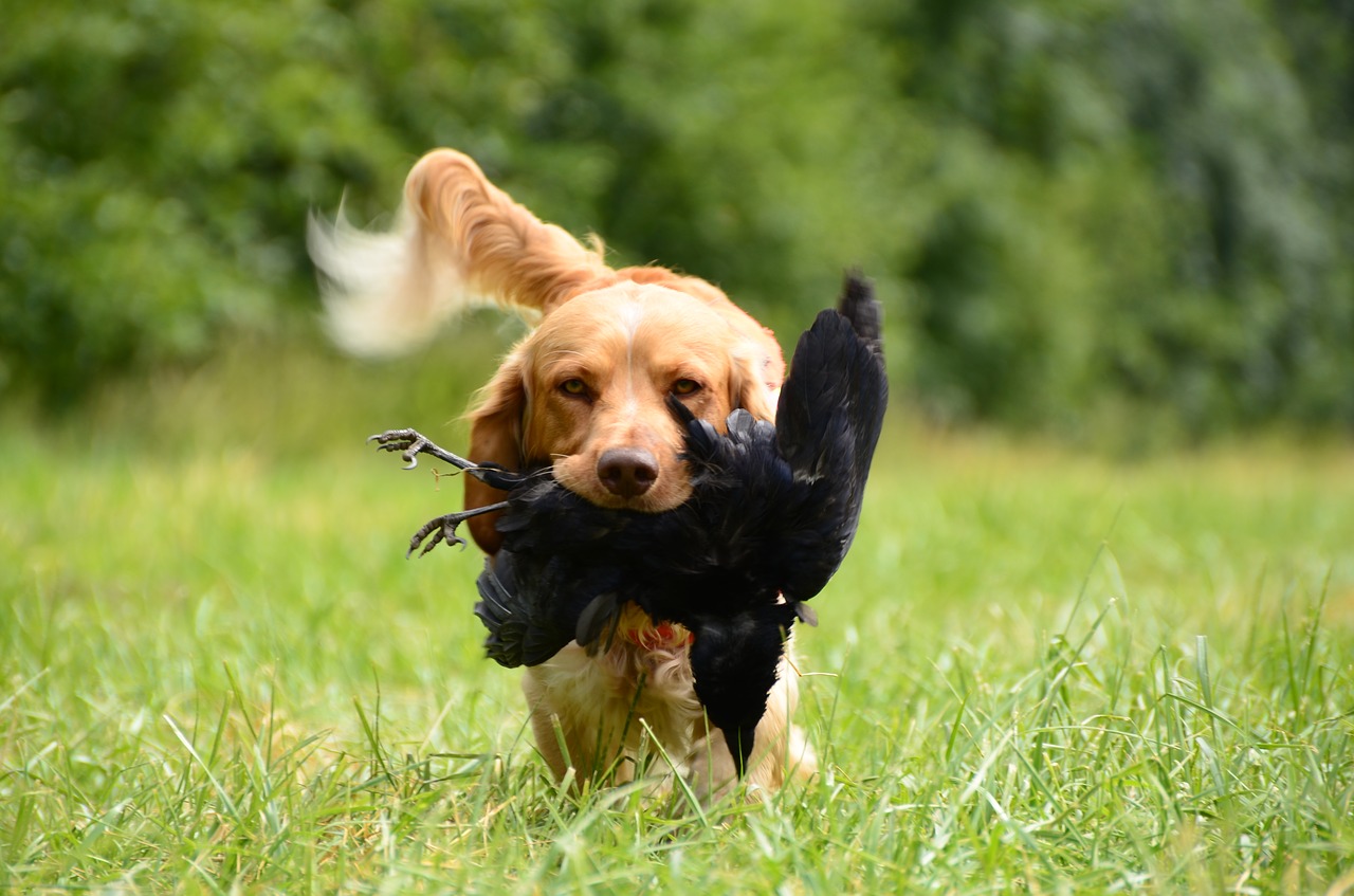 a hunting dog carrying his prey