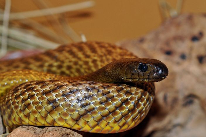 Inland Taipan (Markus Oulehla/Flickr)