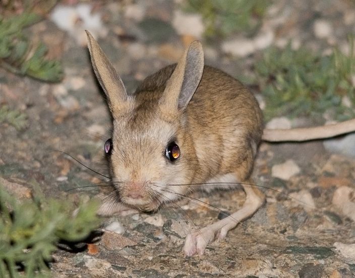 Jerboa-Sergey-Yeliseev-Flickr.jpg Jerboa (Sergey Yeliseev/Flickr)