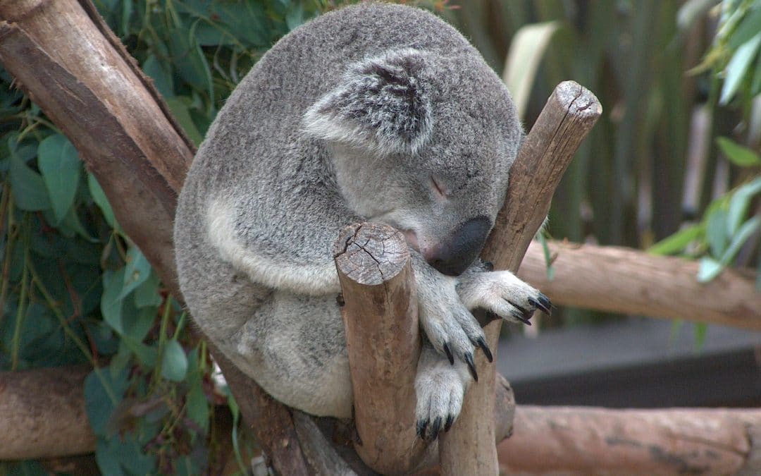 Koala02