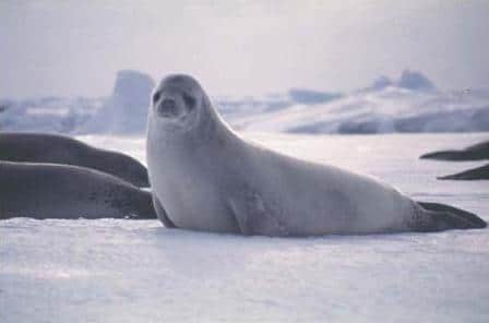 Seal on icy terrain