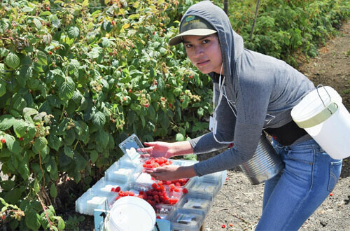 limit pesticides