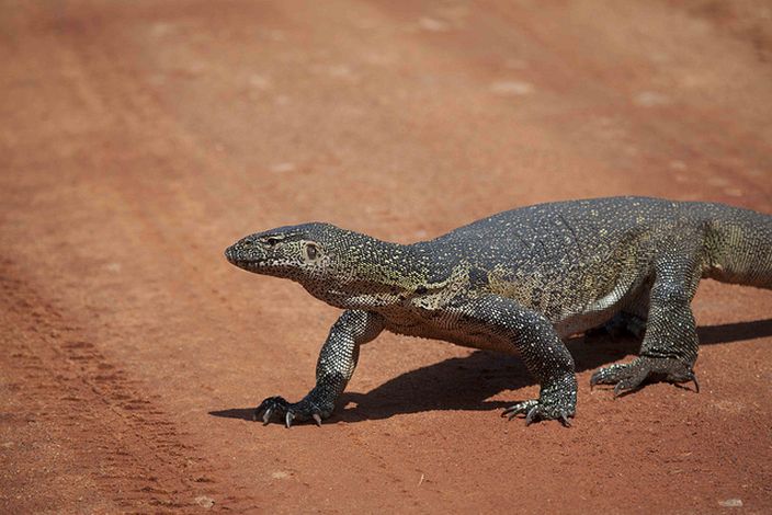 Monitor-Lizard-Gmacfadyen-Flickr.jpg Monitor Lizard (Gmacfadyen/Flickr)