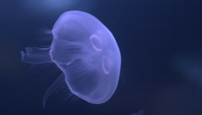Moon Jellyfish