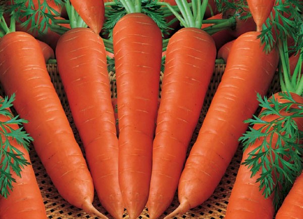 nantes-carrots