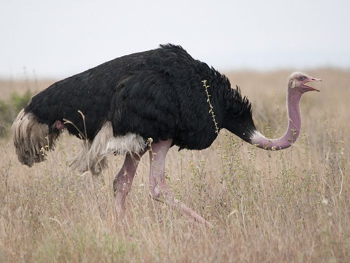 Ostrich (Sergey Yeliseev/Flickr)