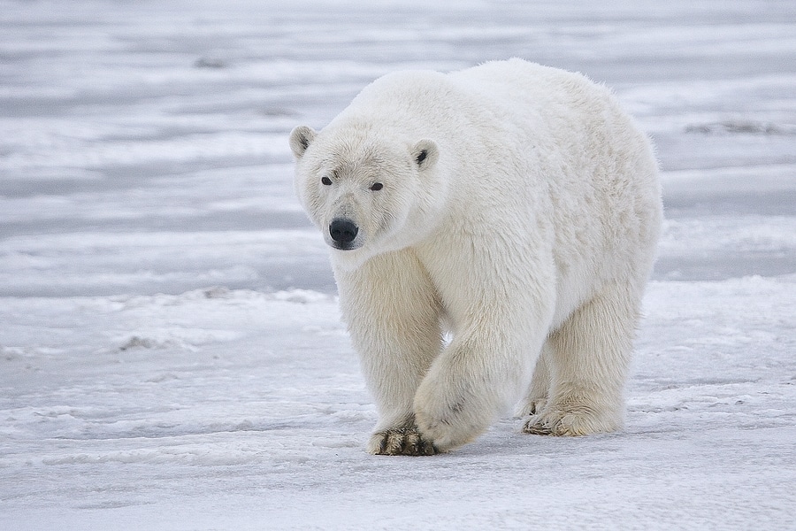 By Alan Wilson - www.naturespicsonline.com:[1], CC BY-SA 3.0, https://commons.wikimedia.org/w/index.php?curid=11400244