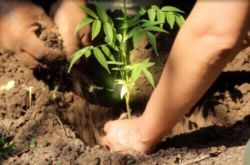 reforestatiion