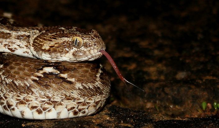Saw Scaled Viper (Bhavya Joshi/Flickr)