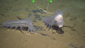 bizarre animals