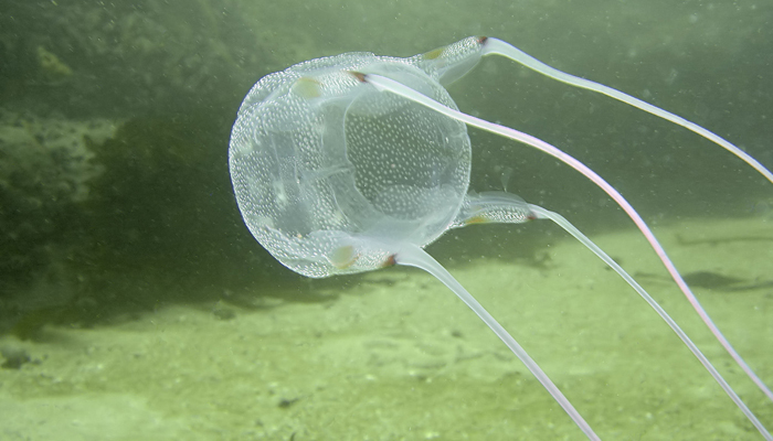 Sea Wasp Box Jellyfish