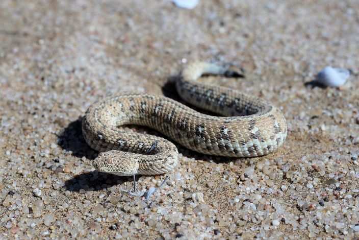 Sidewinder (Ioeffel_1/Flickr)