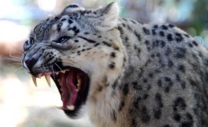 snow leopard roaring